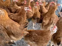 Chickens — 2 зураг