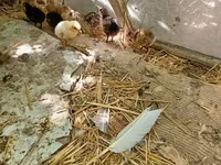 Turkeys — foto 2