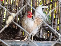 Chickens — 사진 2