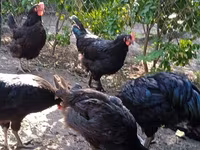 Chickens — foto 1