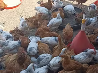 Chickens — foto 5