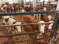 황소, Simmental cattle — 사진 3