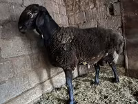 قوچ, گوسفند — عکس 1