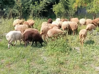 Koç, Koyunlar — foto 4