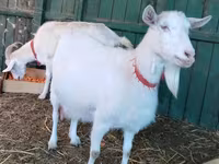 Էգ այծ, Pomellata goat — լուսանկար 2