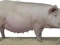 Babi betina, Pigs — foto 4