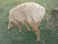 Bélier, Rhon sheep — photo 2