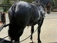Kůň, Nonius horse — foto 3
