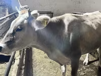 Dibi, Cattle — sawirka 3
