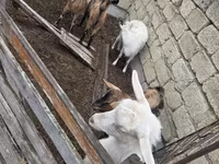 Koza, Saanen goat — foto 6
