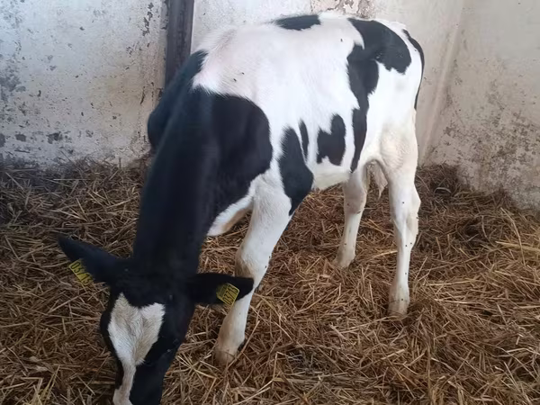 গাভী, Russian Black pied cattle