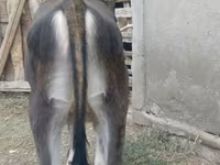 Krava, Swiss cattle — foto 2