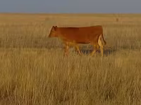 گاو نر, Swiss cattle — عکس 1