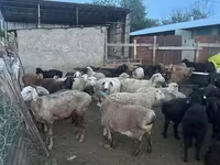 قوچ, گوسفند — عکس 6