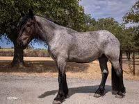 Kůň, Percheron — foto 7