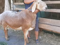 Montone, Arashan sheep — foto 4