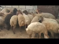 قوچ, گوسفند — عکس 1