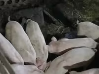 Süldőanya, Sertések — 1. fotó