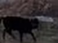 Býk, Swedish red cattle — foto 5