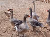 Geese — Foto 3