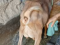 बकरी, Saanen goat — फ़ोटो 8
