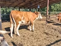Lembu betina, Limousin cow — foto 3