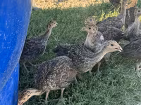 Turkeys — foto 5