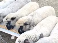 Vædder, Shroshire sheep — foto 1