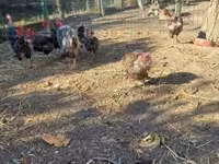 găină daneză — foto 5