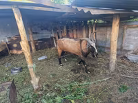 Kambing jantan, LaMancha goats — foto 2