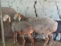 Ovce, Afghan Arabi sheep — foto 2