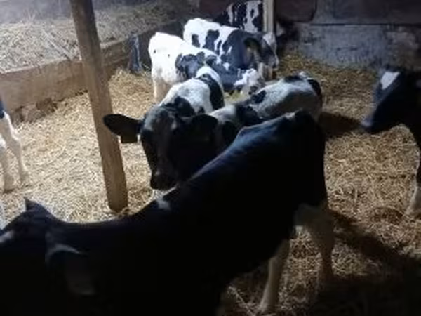 Bull, Russian Black pied cattle — Hungary
