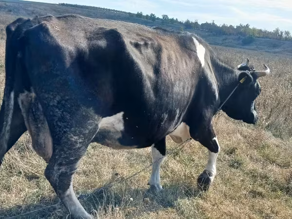 วัวตัวเมีย, Russian Black pied cattle