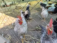 Australorp — foto 5