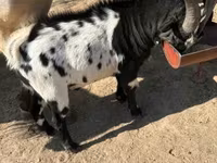 Chèvre, Dutch Landrace goats — photo 4