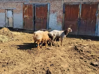 Vædder, Rhon sheep — foto 3
