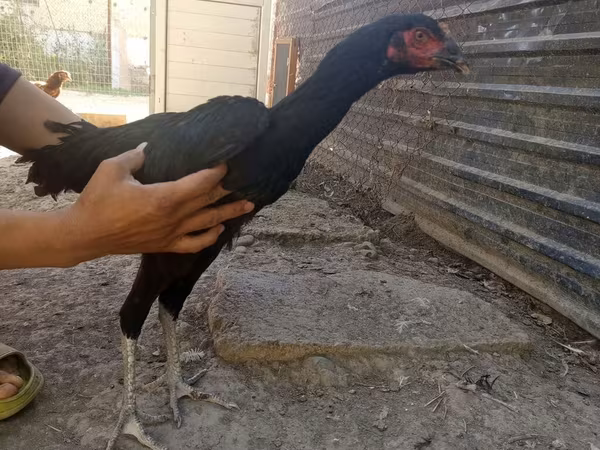 Chickens