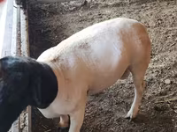 Berbec, Dorper sheep — foto 2