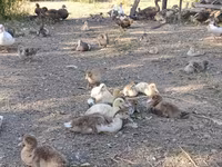 Ducks — foto 2