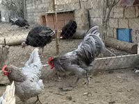 Chickens — عکس 3
