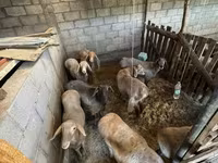 숫양, Hissar sheep — 사진 6