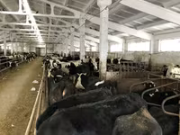 Ko, Yaroslavl cattle — foto 7