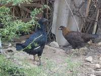 Chickens — फ़ोटो 5