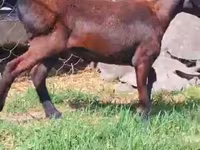 قوچ, Hissar sheep — عکس 2