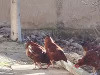 Chickens — 写真 1
