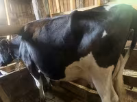 ላም, Hereford — ፎቶ 3