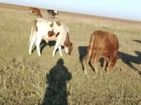ষাঁড়, Simmental cattle — ছবি 1