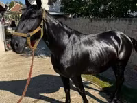 Cavalo, Nonius horse — foto 5