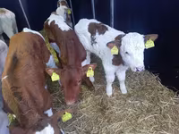 Býk, Simmental cattle — foto 1