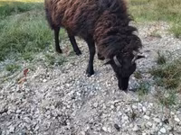 Schaap, Ouessant sheep — foto 5